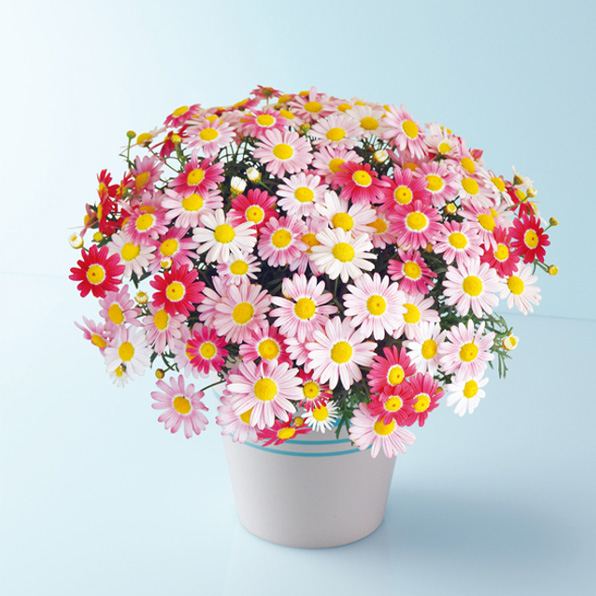 ストロベリーホイップ