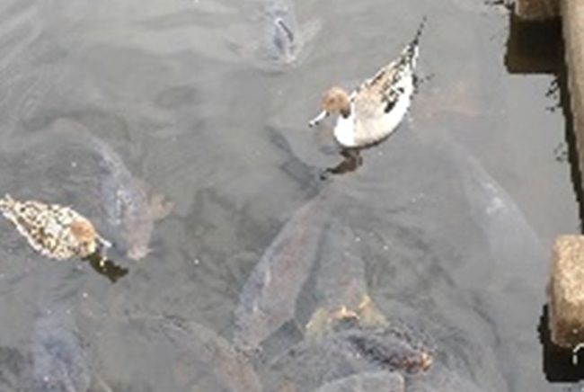 千波湖に生息する生物