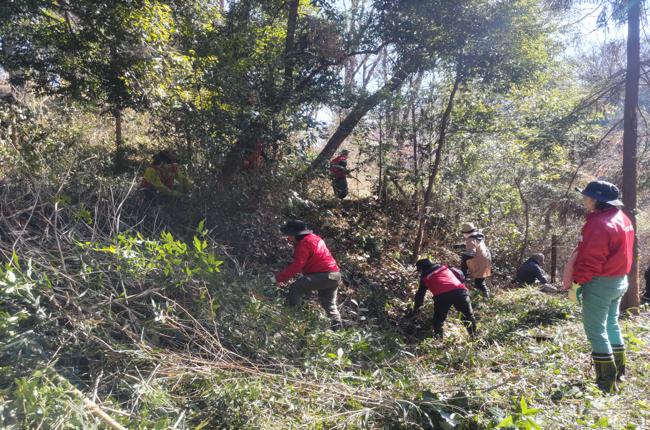 クサギ・つる性植物の除去作業