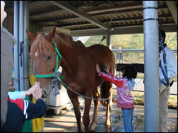 乗馬体験及び馬のお手入れ体験