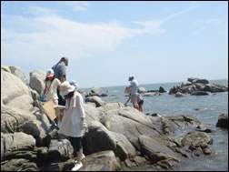 自然環境学習(海の生き物さがし)