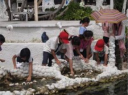 海の生物観察