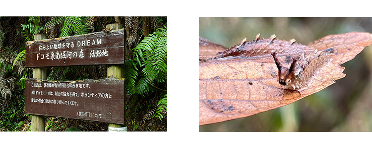 ドコモ泉南堀河の森 看板 大阪堀河の森オオムラサキ