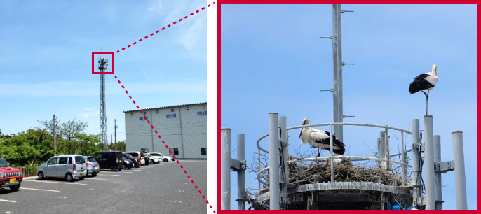 気高宝木基地局の鉄塔にて確認されたコウノトリの営巣