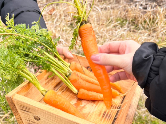 食から考えるサステナビリティ ―農作業と調理体験―