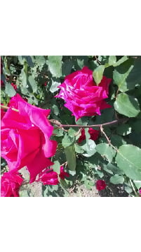 薔薇の写真