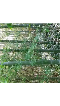 竹林の写真
