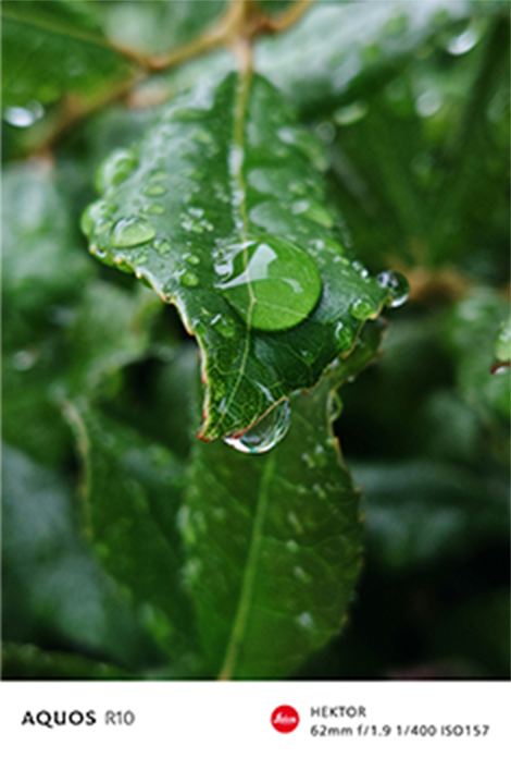 水が滴る葉の画像