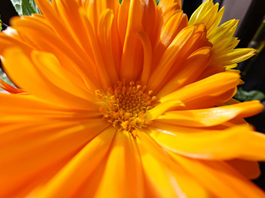 花の花弁に寄った画像