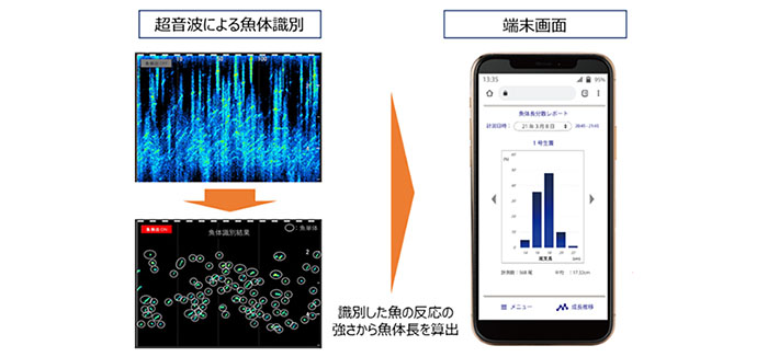 魚体長測定イメージ