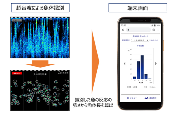 魚体長測定イメージ