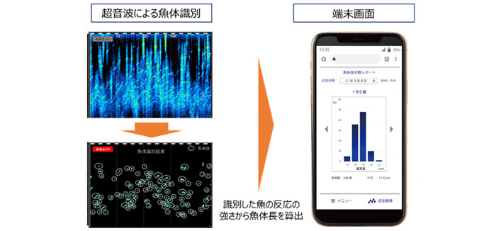 魚体長測定イメージ（MagicMonitor画面）