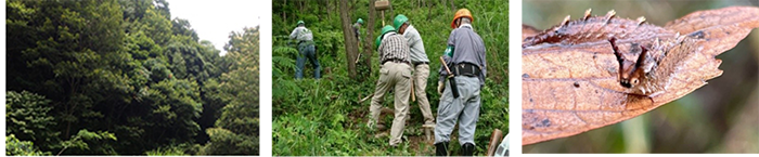 ドコモ泉南堀河の森　森を整備している社員たち　オオムラサキ