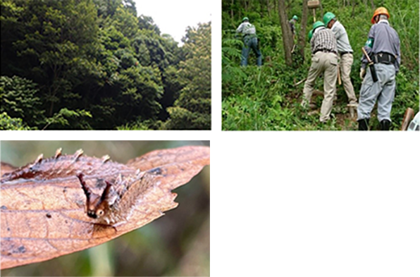 ドコモ泉南堀河の森 森を整備している社員たち オオムラサキ