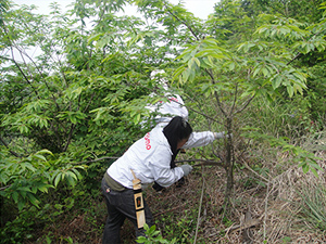 昨年の森林整備活動の様子（2012年月5月26日）