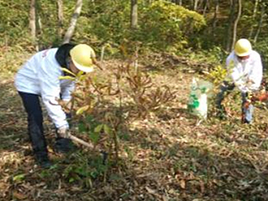 前回（2013年）の「ドコモ島根だんだんの森」森林整備活動の様子