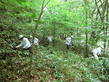 2014年9月に行われた「ドコモ徳地滑松の森」森林整備活動の模様