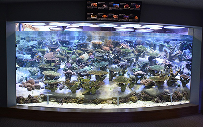 地域からのお知らせ 東海 名古屋港水族館ライブコーラル水槽led照明の一部寄付について お知らせ Nttドコモ 地域からのお知らせ 東海 名古屋港水族館ライブコーラル水槽led照明の一部寄付について お知らせ Nttドコモ